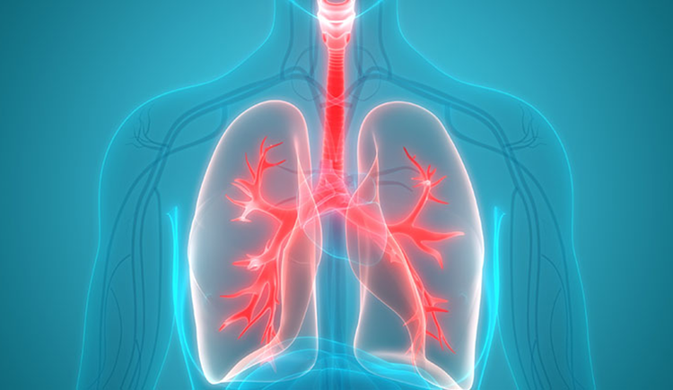 digital illustration of human body, with respiratory system highlighted