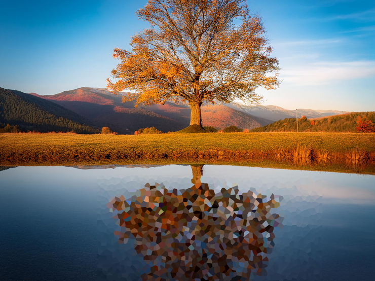 autumn tree reflected in water with a pixelated, abstract distortion in reflection