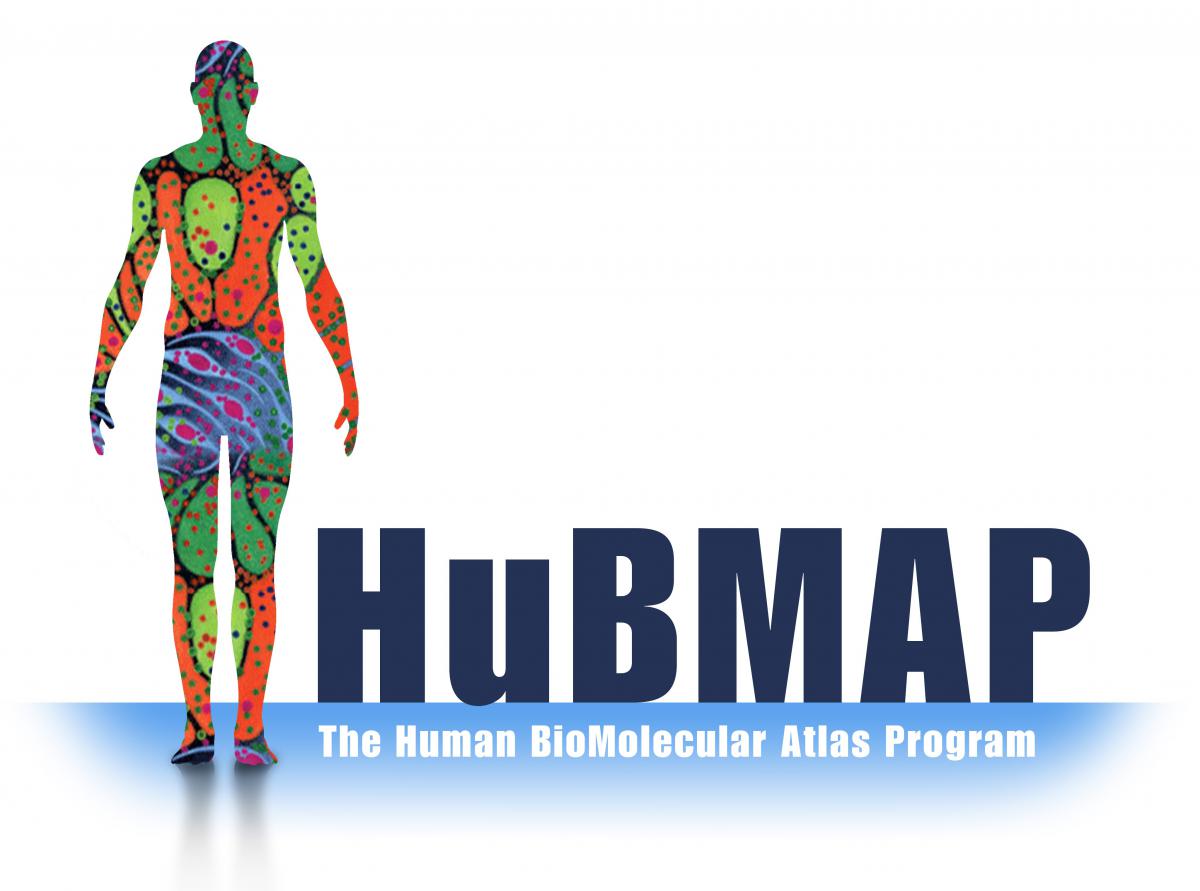 Graphic for the NIH Human BioMolecular Atlas Program (HuBMAP)
