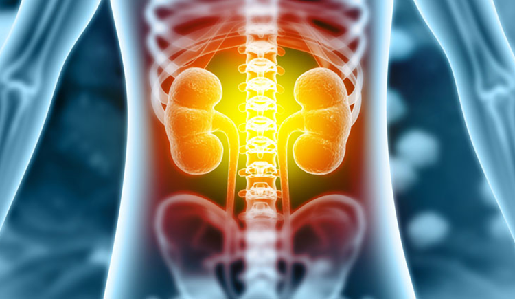 Illustration of kidneys inside a skeletal frame