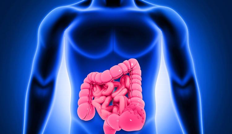 Rendering of a human silhouette in blue and intestines in red