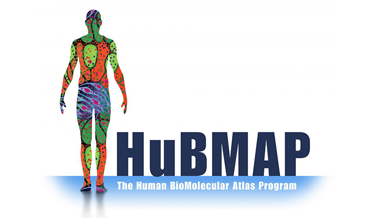Graphic for the NIH Human BioMolecular Atlas Program (HuBMAP)