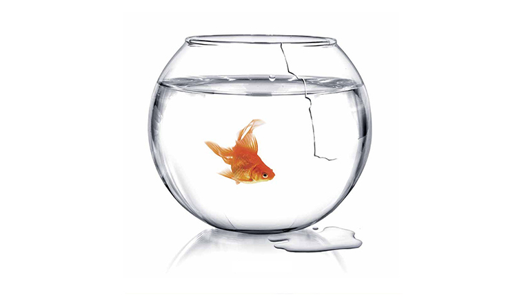 cracked fish bowl image from cover of Harvard Medicine