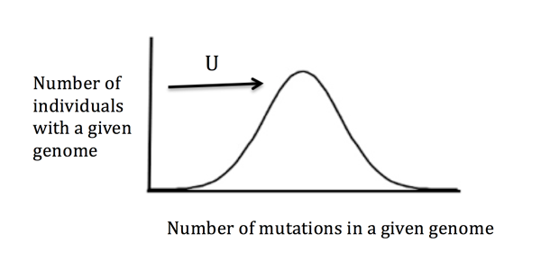 Histogram of mutation burden per individual, U being the per-genome rate of deleterious mutations.