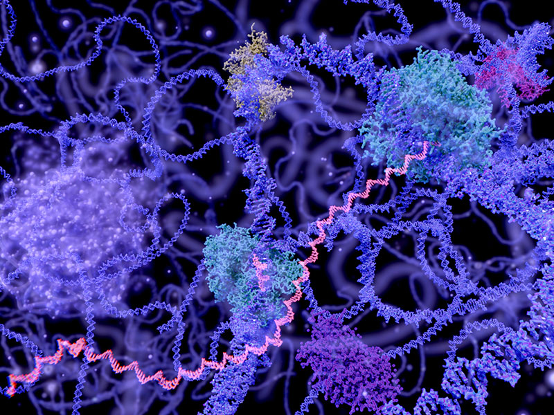 Gauging RNA velocity could give scientists insight into how cells make decisions. Image: iStock