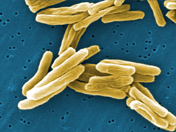 Mycobacterium tuberculosis bacteria (CDC 2006)